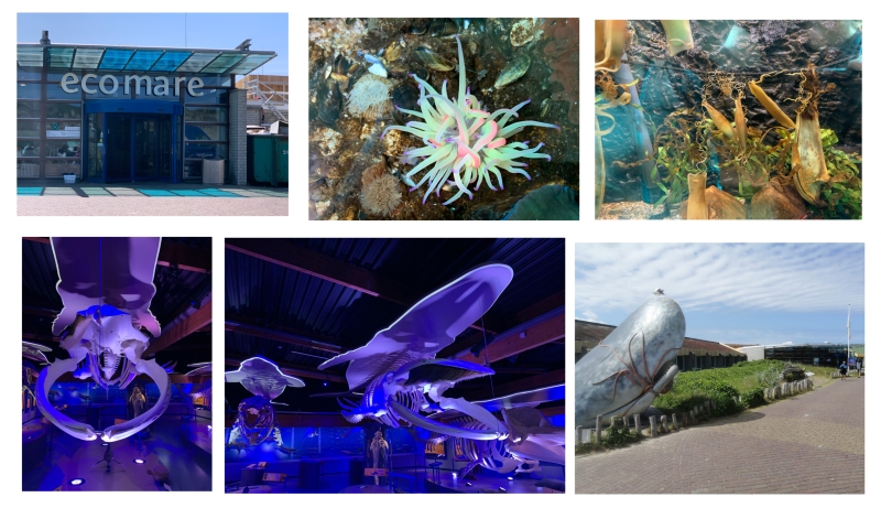 Ecomare 2